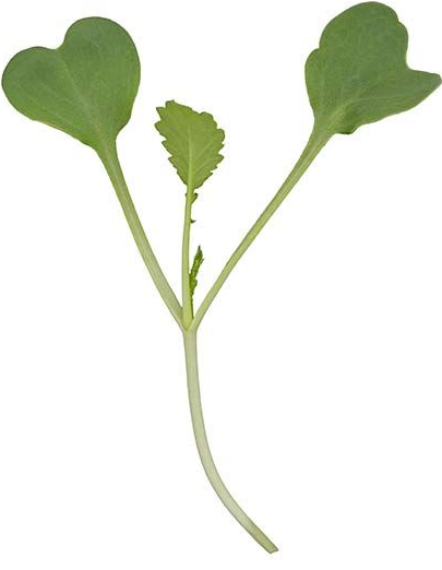 Sunflower Microgreens